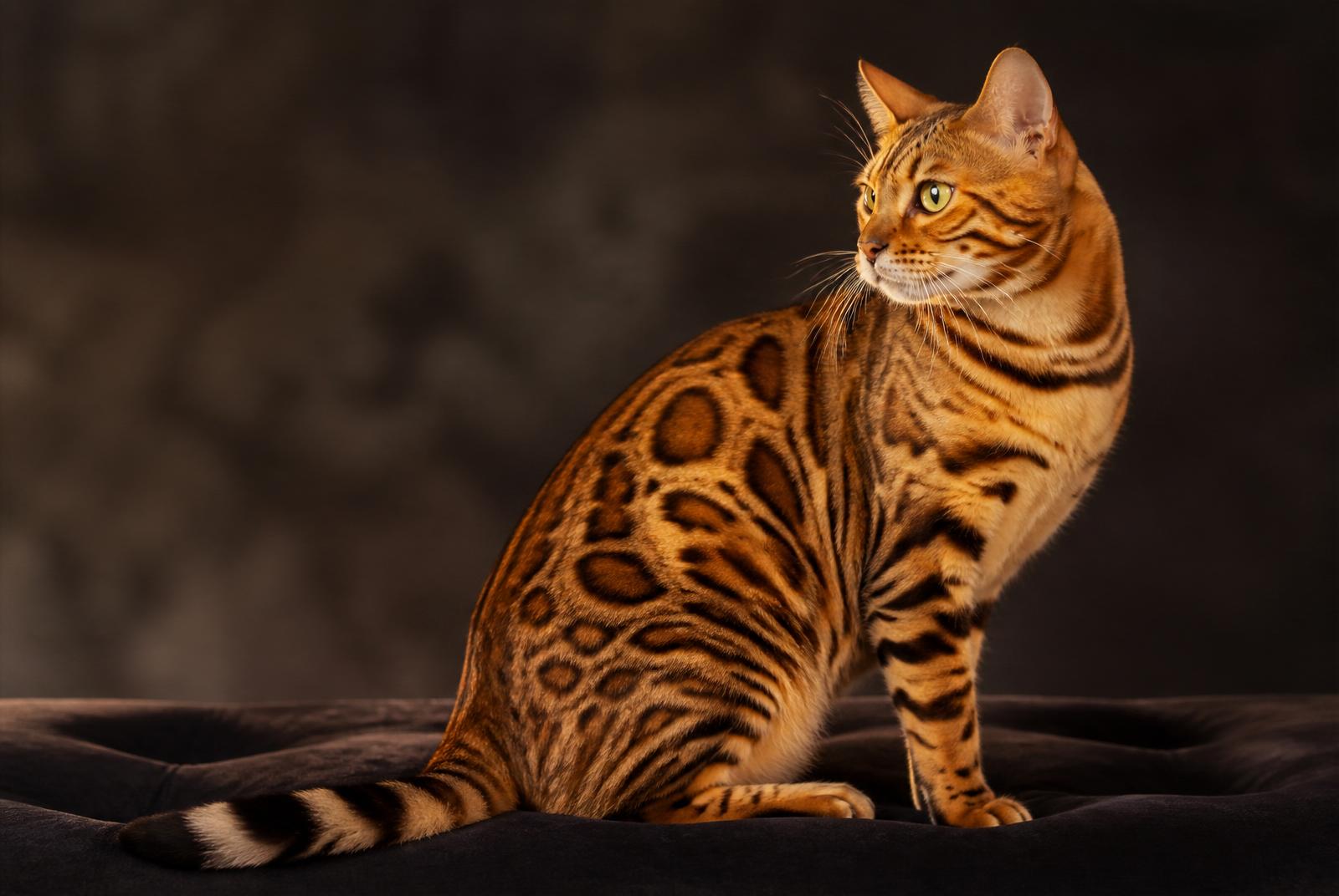 Cuánto cuesta un gato Bengalí en Colombia (2026)